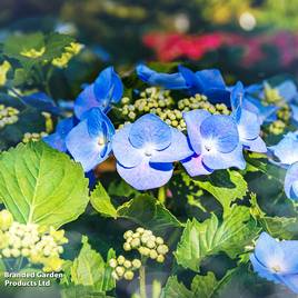 Hydrangea macrophylla Blaumeise (Teller Blue)