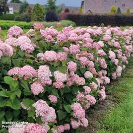 Hydrangea arborescens Candybelle Bubblegum