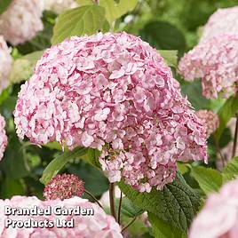 Hydrangea arborescens Candybelle Bubblegum