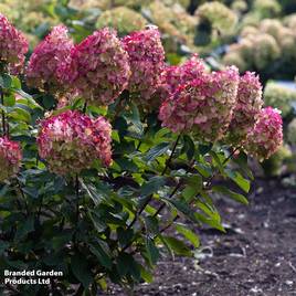 Hydrangea Living Colourful Cocktail