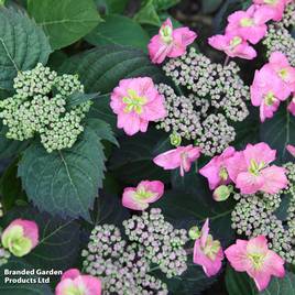 Hydrangea serrata Cotton Candy (Flair & Flavours)