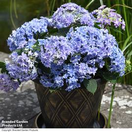 Hydrangea Double Dutch Alkmaar