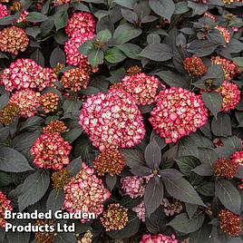 Hydrangea macrophylla First Editions® Eclipse