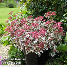 Hydrangea serrata Euphoria Pink