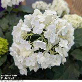 Hydrangea arborescens FlowerWOW