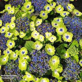 Hydrangea Teller Green Dream Blue