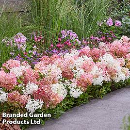 Hydrangea paniculata Groundbreaker Blush