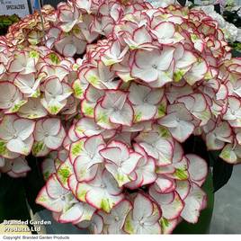 Hydrangea macrophylla Hi-Moon