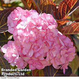 Hydrangea macrophylla Hobella