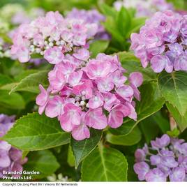 Hydrangea macrophylla Hortbux
