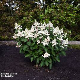 Hydrangea Living Infinity