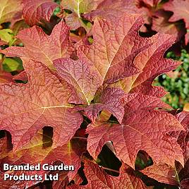 Hydrangea quercifolia Jetstream