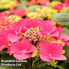 Hydrangea macrophylla Kardinal (Teller Red)