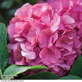 Hydrangea macrophylla King George V