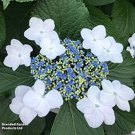 Hydrangea macrophylla Lanarth White