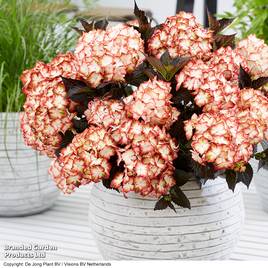 Hydrangea macrophylla Light My Fire