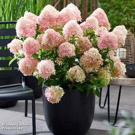 Hydrangea Living Little Love