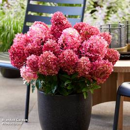 Hydrangea Living Little Rosy