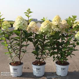 Hydrangea paniculata Limelight Prime