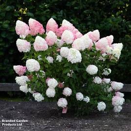 Hydrangea paniculata Living Pink & Rose
