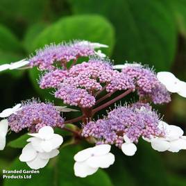 Hydrangea aspera Macrophylla