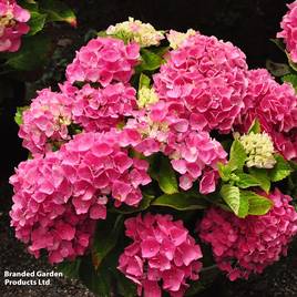 Hydrangea m. Xian®