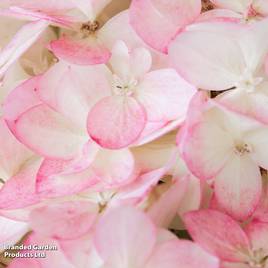 Hydrangea paniculata Magical Andes