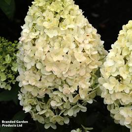 Hydrangea paniculata Magical Matterhorn