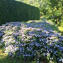 Hydrangea serrata Magic Pillow