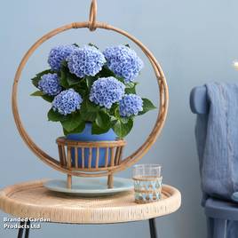Hydrangea macrophylla Magical Revolution (Indoor)