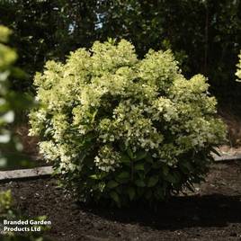 Hydrangea Living Milk & Honey
