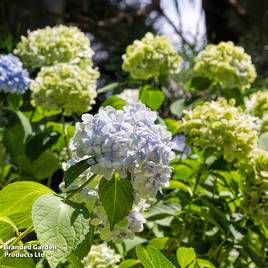 Hydrangea macrophylla Nikko Blue