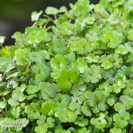 Hydrocotyle novae-zeelandiae (Oxygenating Aquatic)