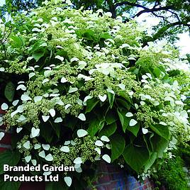 Hydrangea petiolaris