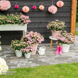Hydrangea serrata Pink Petticoat
