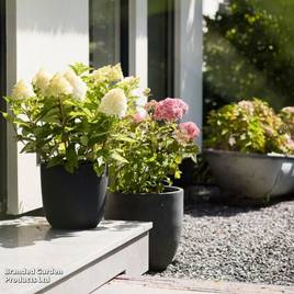 Hydrangea Living Pinky Promise