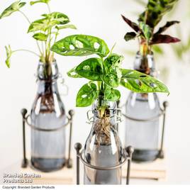 Rooted Hydroponic in Glass with Stand and Light