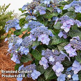 Hydrangea Endless Summer POP STAR
