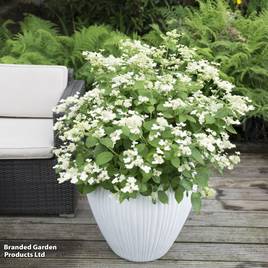 Hydrangea paniculata Prim White