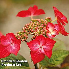 Hydrangea macrophylla Red Bull