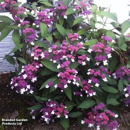 Hydrangea aspera Rosemary Foster
