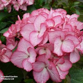 Hydrangea macrophylla Salsa