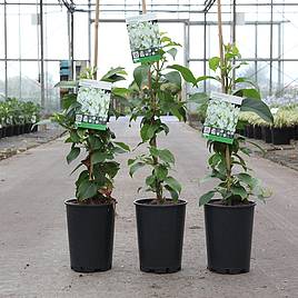 Hydrangea anomala petiolaris Semiola