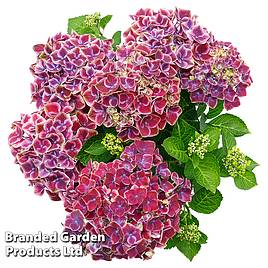 Hydrangea Strong Heart