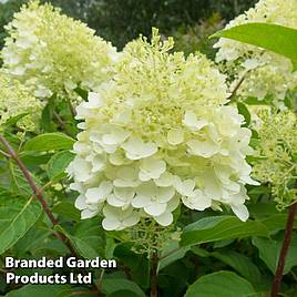 Hydrangea paniculata Silver Dollar