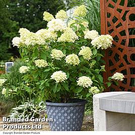 Hydrangea paniculata Skyfall