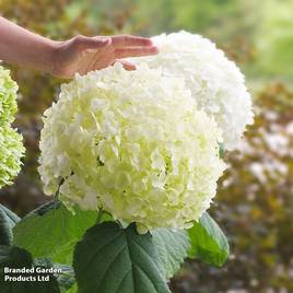Hydrangea arborescens Strong Annabelle