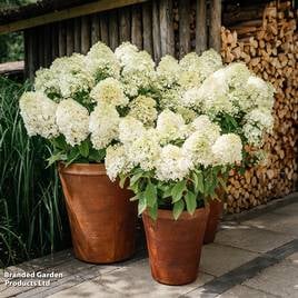 Hydrangea Living Summer Snow