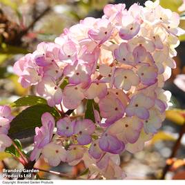 Hydrangea paniculata Sundae Fraise