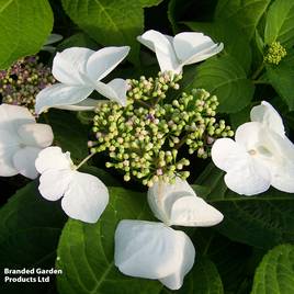 Hydrangea macrophylla Teller White